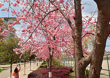 云南能源职业学院2018年五年制普通专科招生章程(图1) 云南能源职业学院2018年五年制普通专科招生章程