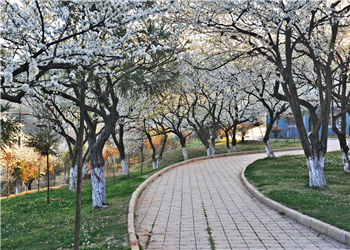 云南农业技术学校2018年五年制普通专科招生设置(图1) 云南农业技术学校2018年五年制普通专科招生设置