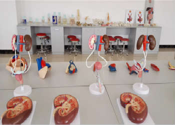 曲靖市麒麟职业技术学校2019年五年制报名须知(图1) 曲靖市麒麟职业技术学校2019年五年制报名须知