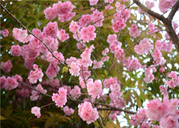 云南中医药中等专业学校2020年三年制中专报名须知