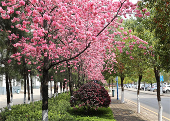 云南能源职业技术学院2025年五年制大专招生范围 云南能源职业技术学院2025年五年制大专招生范围