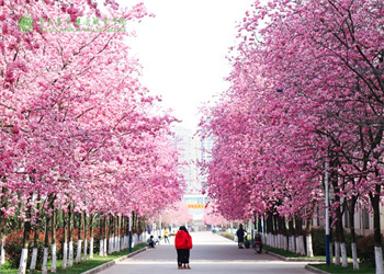 云南医药健康职业学院2026年五年制大专报名流程 云南医药健康职业学院2026年五年制大专报名流程