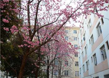 云南中药学校2021年五年一贯制大专热门专业(图1) 云南中药学校2021年五年一贯制大专热门专业
