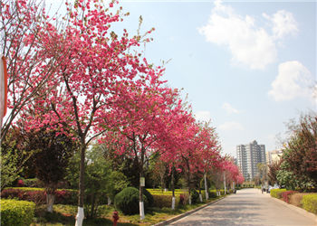 曲靖应用技术学校2021年五年制专科招生指南