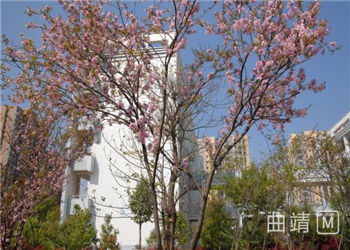 曲靖职业技术学院2021年五年制大专招生专业(图1) 曲靖职业技术学院2021年五年制大专招生专业